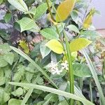 Trachelospermum jasminoides 葉