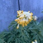 Corydalis nobilis Blüte