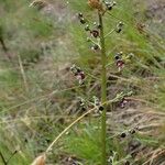 Scrophularia canina Habitus