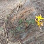 Hypericum linariifolium Flower