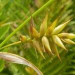 Carex folliculata Ffrwyth