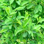 Exochorda racemosa Leaf