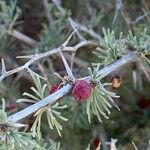 Larix laricina Плод