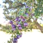 Rhaphithamnus spinosus Fruto