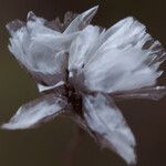 Armeria girardii ഫലം