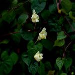 Ipomoea obscura Blüte