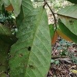 Treculia africana Leaf