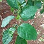 Cordia dichotoma Hoja