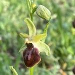 Ophrys aranifera Cvet