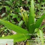 Cocos nucifera Hoja
