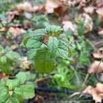 Cistus populifolius Likasa