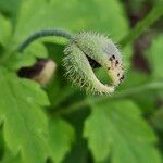 Papaver cambricum Fruit