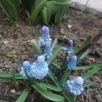 Muscari azureum Lorea