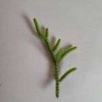 Crassula muscosa 葉