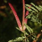 Desmanthus leptophyllus Fruitua