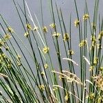 Juncus effusus Cvet
