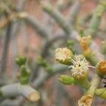 Arthraerua leubnitziae Flower