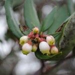 Xylococcus bicolor Çiçek