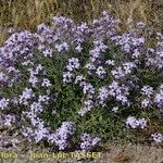 Matthiola lunata Hábito