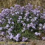 Matthiola lunata Plante entière