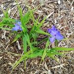 Tradescantia × andersoniana Flower