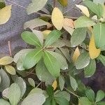 Corynocarpus laevigatus Folha