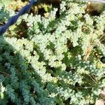 Herniaria incana Hoja