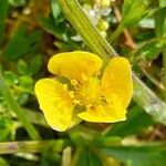 Potentilla erecta Flower