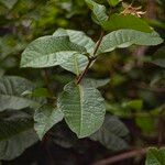 Petrea volubilis Leaf