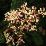 Miconia ligulata Kwiat