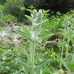 Stachys alpina 花