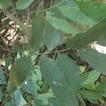 Hylodendron gabunense Hoja