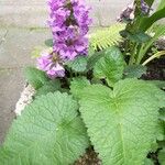 Stachys macrantha Blomma