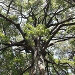 Ceiba crispiflora Kaarna