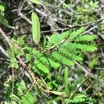 Caesalpinia decapetala Levél