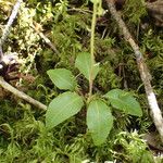 Orthilia secunda Leaf