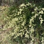 Galium boreale 整株植物