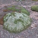 Arenaria digyna Elinympäristö