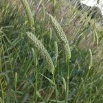 Phalaris aquatica Fula