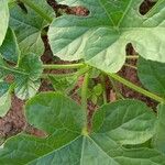 Cucumis anguria Leaf