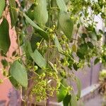 Salvadora persica Фрукт