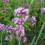 Thymus serpyllum 花
