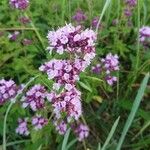 Thymus serpyllum Flower