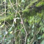 Fuchsia regia Plante entière