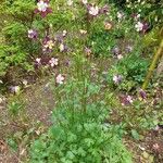 Aquilegia atrata Συνήθη χαρακτηριστικά