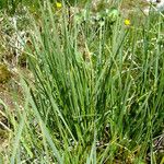Carex parviflora Otro