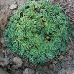 Saxifraga fragilis পাতা