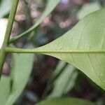Trichilia prieuriana Feuille
