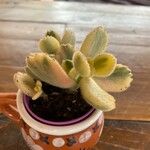 Cotyledon tomentosa Hoja