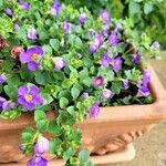 Sutera cordata Fula